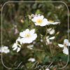 Rosa 'White Fleurette'