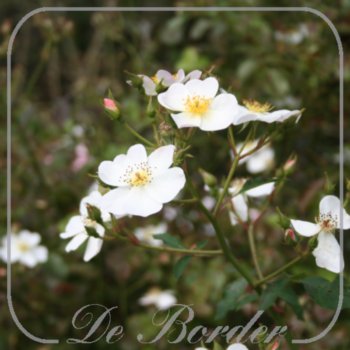 Rosa 'White Fleurette'