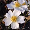 Rosa 'White Fleurette'