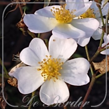 Rosa 'White Fleurette'