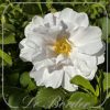 Rosa 'White Roadrunner' (rugosa)