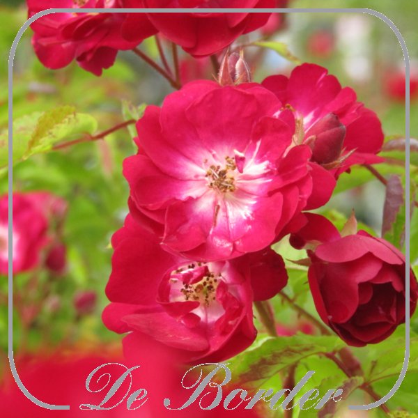 Rosa 'Wilderode'