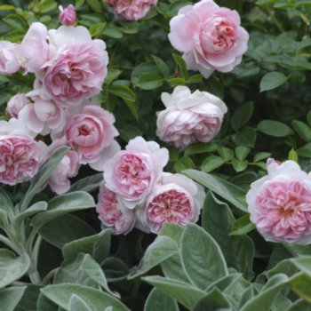 Rosa 'Wildeve'
