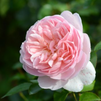 Rosa 'Wildeve'