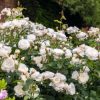 Rosa 'William and Catherine'