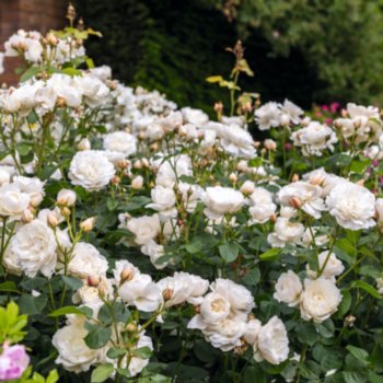 Rosa 'William and Catherine'