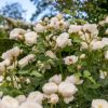 Rosa 'William and Catherine'