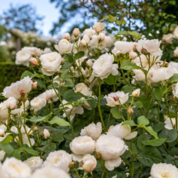Rosa 'William and Catherine'