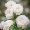 Rosa 'William and Catherine'