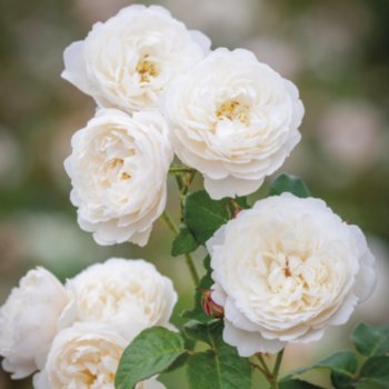 Rosa 'William and Catherine'