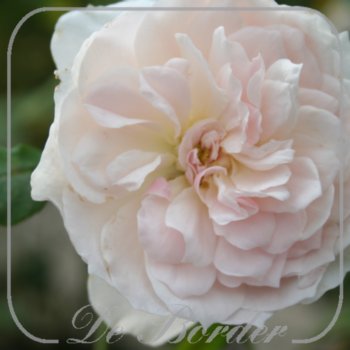 Rosa 'Wisley 2008'