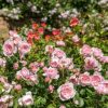 Rosa 'Wisley 2008'