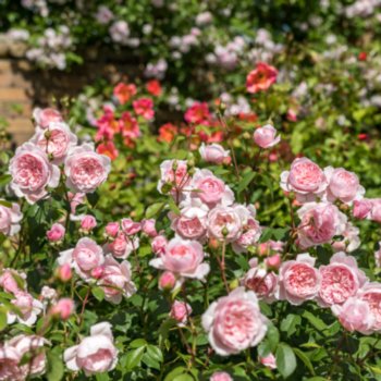 Rosa 'Wisley 2008'