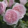 Rosa 'Wisley 2008'