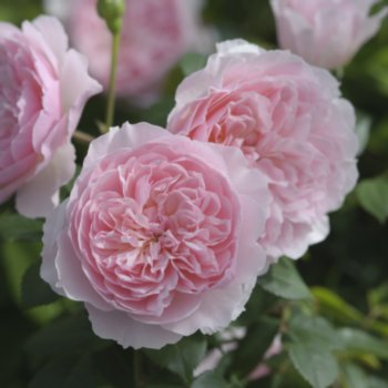 Rosa 'Wisley 2008'