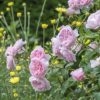 Rosa 'Wisley 2008'