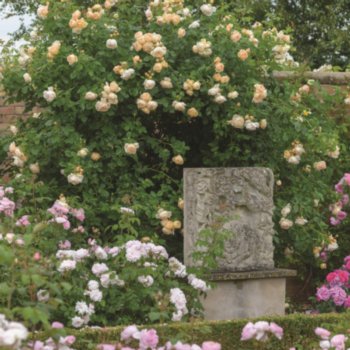 Rosa 'Wollerton Old Hall'