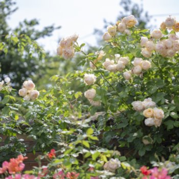 Rosa 'Wollerton Old Hall'