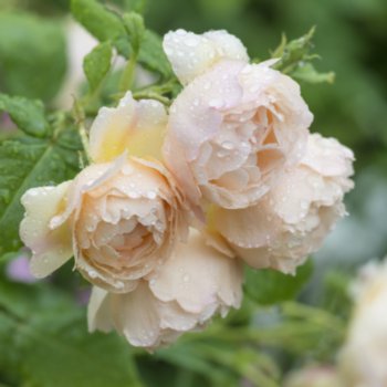 Rosa 'Wollerton Old Hall'