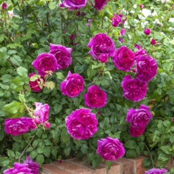 Rosa 'Young Lycidas'