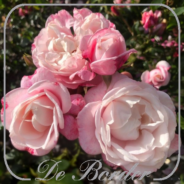 rosa-zelmanis-dream-065 Rosa 'Zelmani's Dream'