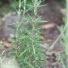 Rosmarinus officinalis 'Arp'