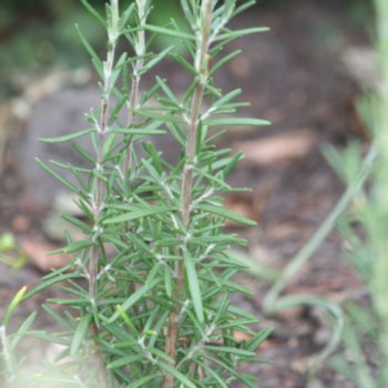 Rosmarinus officinalis 'Arp'