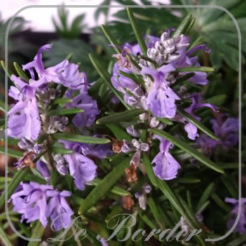 Rosmarinus officinalis 'Rex'