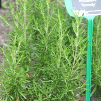 Rosmarinus officinalis 'Speedy'