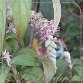 Rostrinucula dependens