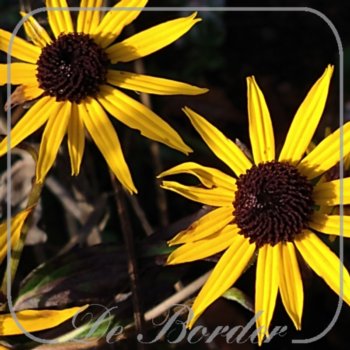 rudbeckia-fulgida-city-garden-214 Rudbeckia fulgida 'City Garden'