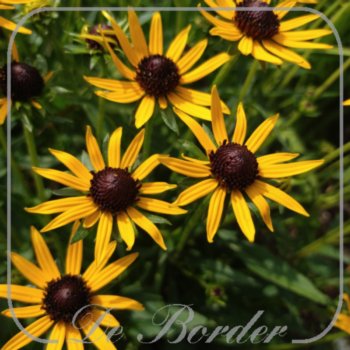 Rudbeckia fulgida 'Little Goldstar'
