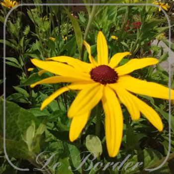 Rudbeckia subtomentosa 'Loofahsa Wheaton Gold'