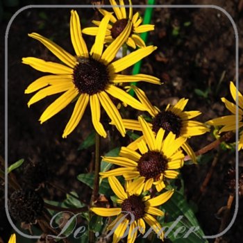 Rudbeckia 'Summerina Pumpernickel'