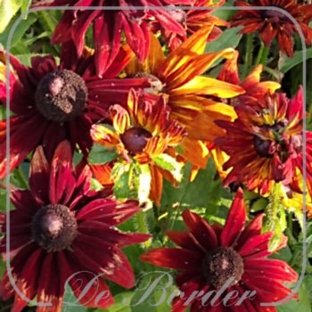 Rudbeckia 'Summerina Yellow'