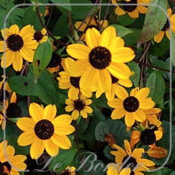 rudbeckia-triloba-blackjack-gold-230 Rudbeckia triloba 'Blackjack Gold'