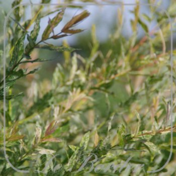 Salix integra 'Hakuro-nishiki' (STAM)
