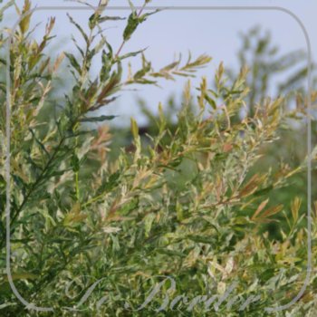 Salix integra 'Hakuro-nishiki' (STAM)
