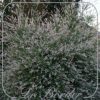 Salix integra 'Hakuro-nishiki' (STAM)