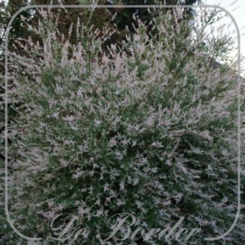 Salix integra 'Hakuro-nishiki' (STAM)