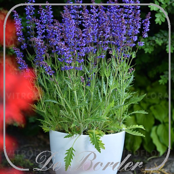 salvia-carina-262 Salvia 'Carina'