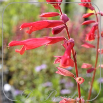 salvia-embers-wish-419 Salvia 'Ember's Wish'