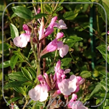 salvia-greggii-dysons-joy-186 Salvia greggii 'Dyson's Joy'