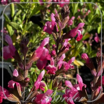 Salvia greggii 'Mirage Pink'