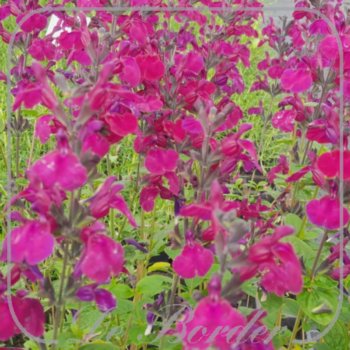 Salvia greggii 'Viola's Darling'
