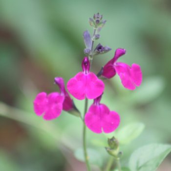Salvia greggii 'Viola's Darling'