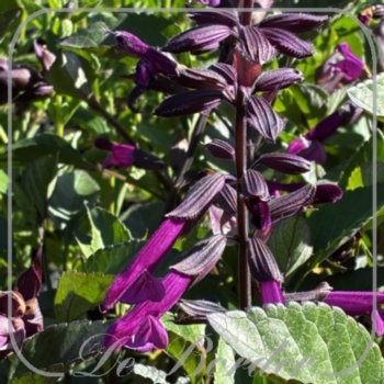 Salvia 'Love and Wishes'