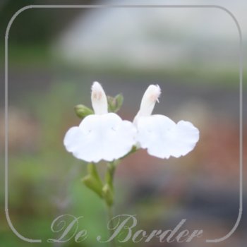 salvia-microphylla-gletsjer-010 Salvia microphylla 'Gletsjer'