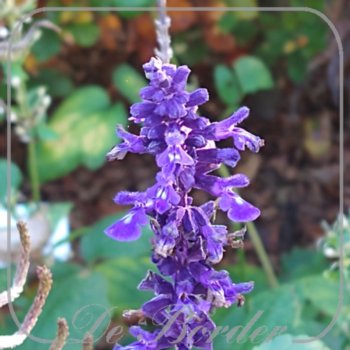 Salvia 'Mystic Spires Blue'