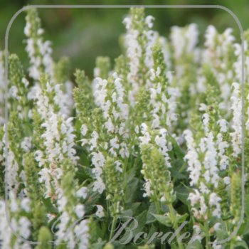 Salvia nemorosa 'Alba'